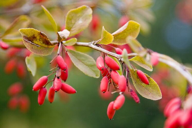 Berberitze (Berberis vulgaris) ©WALA Heilmittel GmbH